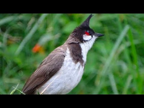 10 facts of bulbul ,Development of bulbul bird #bulbul #bird # ...