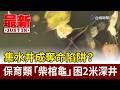 集水井成奪命陷阱？ 保育類「柴棺龜」困2米深井【最新快訊】