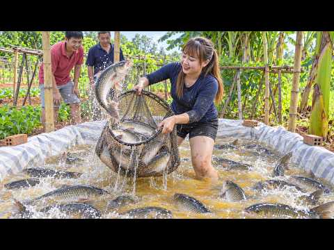 Harvesting Giant Freshwater Fish To Sell At Home | Villagers Came To Buy | Lucia Daily Life