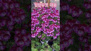 팁탑듀엣 대품 #shorts