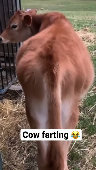 Have You Ever Heard a Cow Fart 💨😂 #shorts