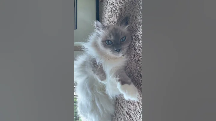 Video 11260881: adorablecats