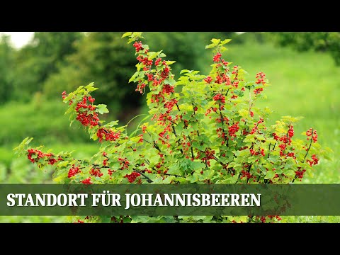 Video: Rote Johannisbeere. Landung und Pflege. Leerzeichen