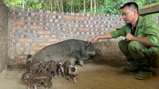 It's wonderful that Jhony's third wild boar herd continues to be born