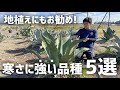 【アガベ】初心者さんにも安心！寒さに強い品種5選！