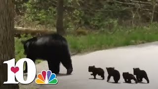 Adorable Cades Cove bear cubs cross the road with mama bear