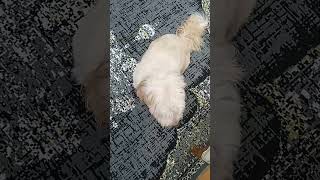 فرار پیشول خانم از دست آقا بارن 😆