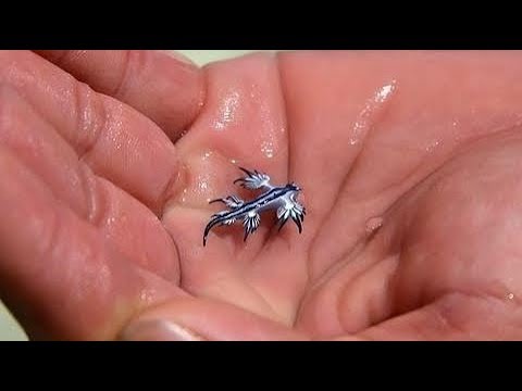 UNBELIEVABLY Tiny Animals - YouTube