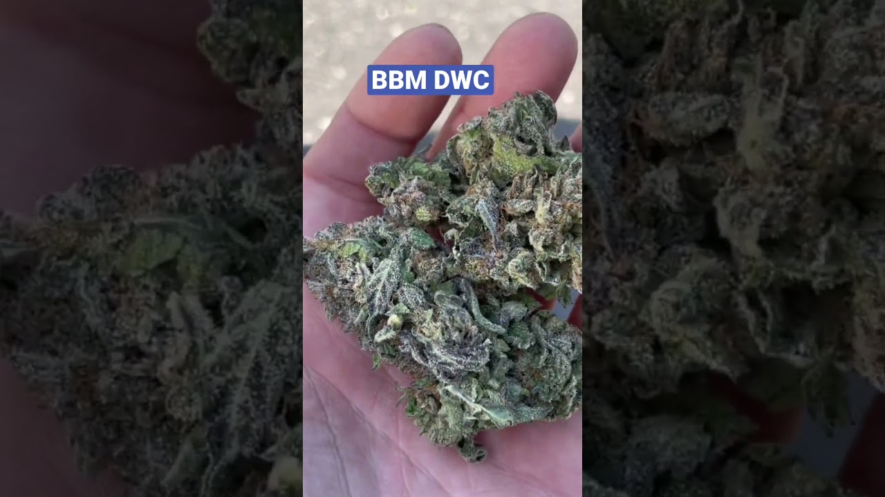 Blueberry Muffin  Humboldt Seed company DWC final result