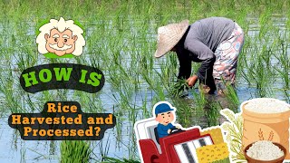 How Is Rice Harvested and Processed? Exploring the Steps Behind Every Grain