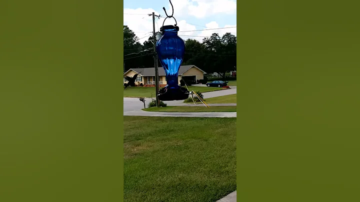 Hummingbird fun(5)