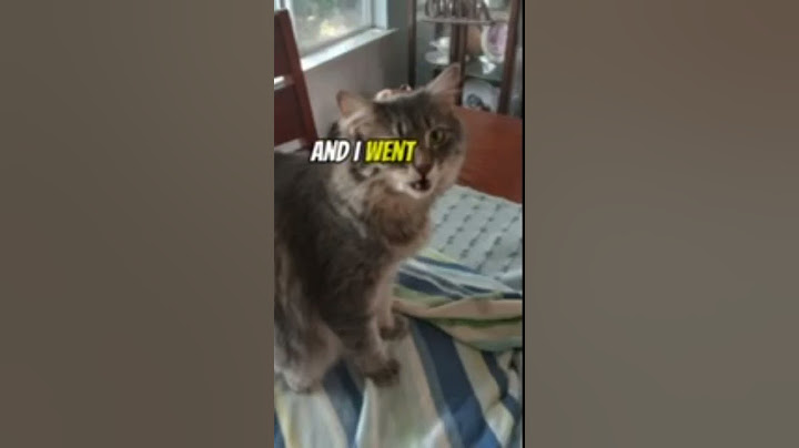 Found this randomly thought I would share #cat #catcat #funnyanimal