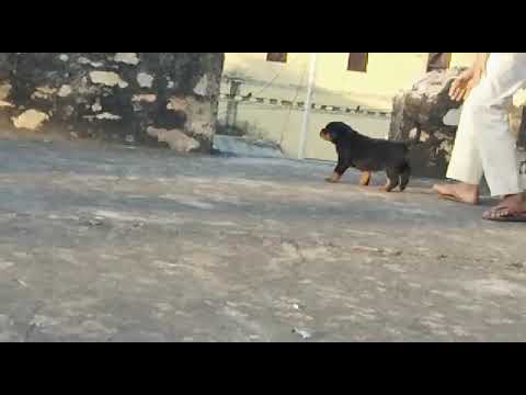 Show Quality Rottweiler Puppies Sale India Maharashtra