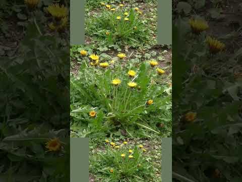 Green Dreams Unveiled: Watching Grass Transform into Verdant Glory!#shorts #grass #nature