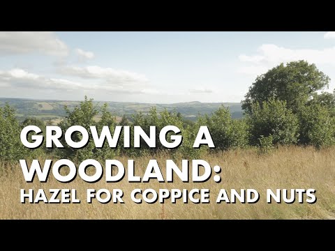 Video: Noble Coppice