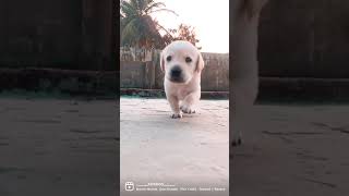 Rambos First 
