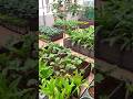 Growing vegetables without drying them is like growing vegetables for nothing.#balconygardening
