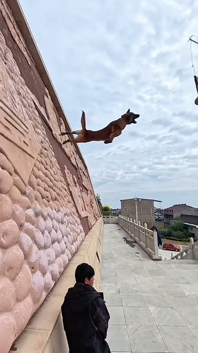 Download lagu This special effect is amazing. Fantastic animals on Animals' confusing behavior. Cute p