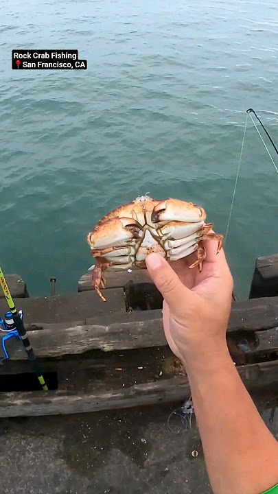 Casting a crab snare #fishing #crabbing #crabfishing #california