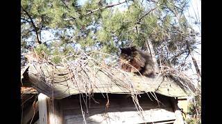 Kitties On The Outhouse!