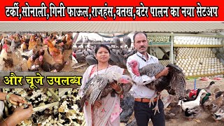 टर्की+गिनी फाउल+बटेर+सोनाली+बतख पालन का नया सेट अप।Turkey+Guinea Fowl+Bater+Sonali murgi screenshot 3