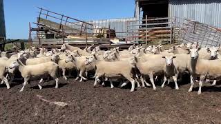 T E Casey Ewe Lambs