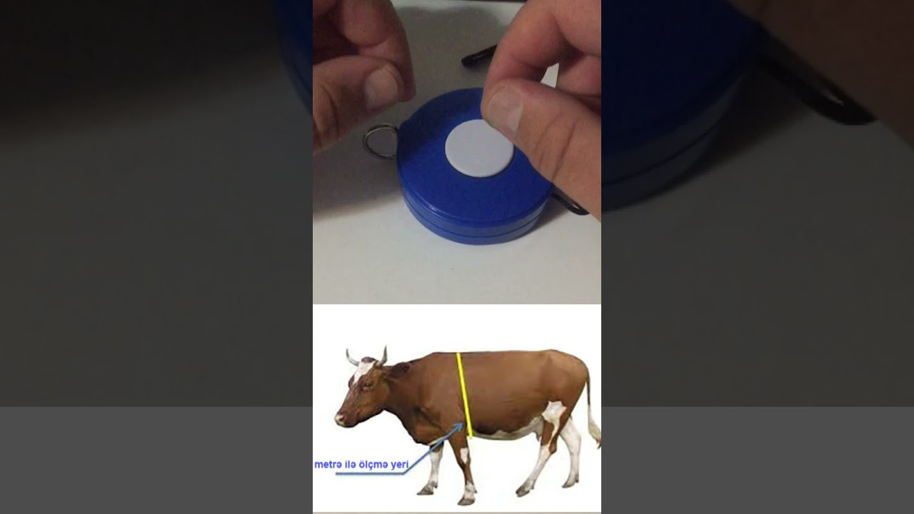 Heyvan canlı ağırlığın metreyle ölçülməsi və metrə ilə tanışlıq. Cow live weight measuring by meter.