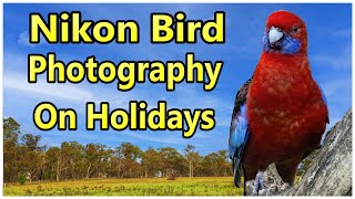 Nikon Z6II Bird Photography on Holiday