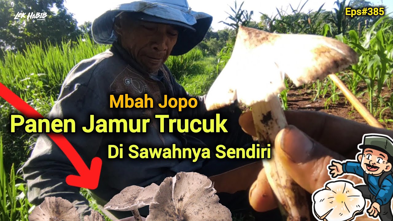 Ternyata Lek Habib Ada Saingan Mbahe Dapat Jamur Trucuk Di Pinggir Sawah | Eps #385