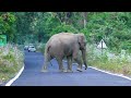 #Chapramari #Elephant #BorderRoadOrganisation #MonsoonMettingTime.#Jasoprakas.