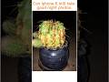 " Can an iPhone 6 Still Take Good Photos in 2025?” (Night Photo Test)#iphone6#nightphotography#