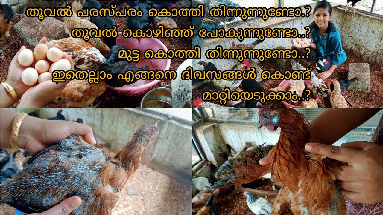 കോഴികൾ തൂവൽ കൊത്തി തിന്നുന്നുണ്ടൊ? മുട്ട കൊത്തി കുടിക്കുന്നുണ്ടൊ? ഇതെല്ലാം  എങ്ങനെ മാറ്റിയെടുക്കാം?