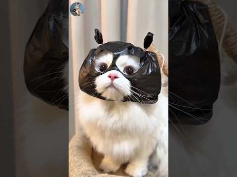 Cats Are 24/7 Spying On You