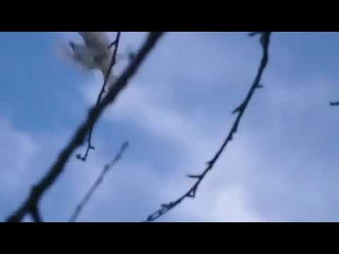 يا مرسال الهوي نجاة الصغيره