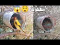 إناث الحسون الطفرة تبني أعشاشها داخل علب 😲⚠️ chardonneret carduelis