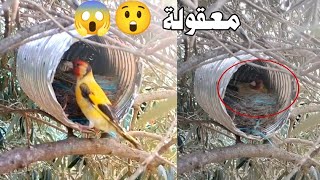 إناث الحسون الطفرة تبني أعشاشها داخل علب 😲⚠️ chardonneret carduelis