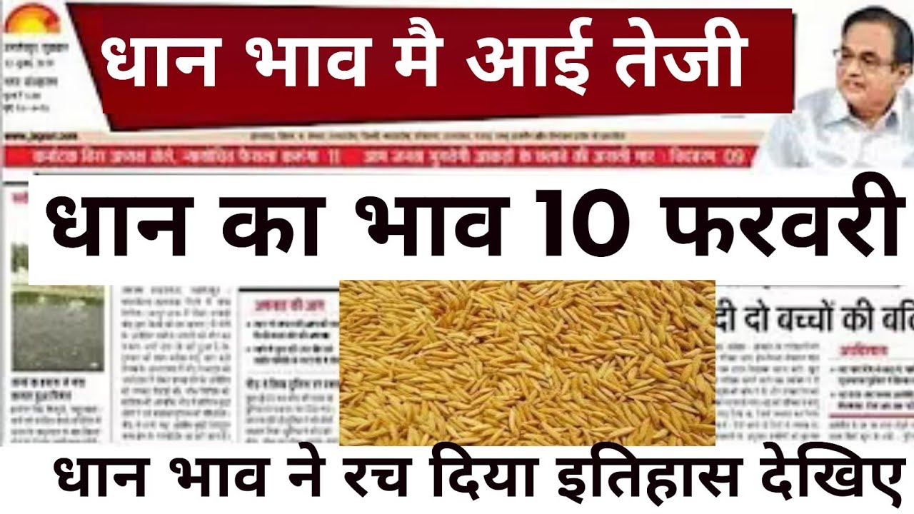 धान का भाव आज 🔴10 फरवरी 2026 | 1509,1121, बासमती | Dhaan Rate Today | Agri Commodity Price