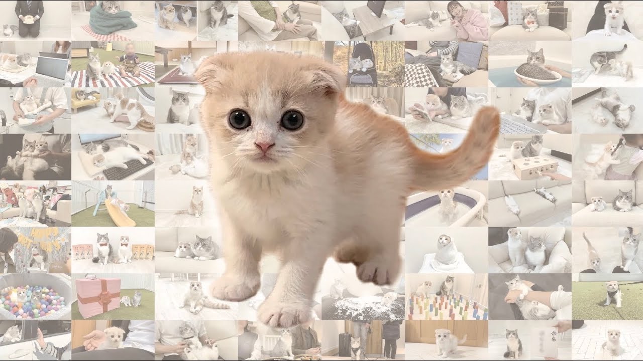 総集編】はなまるの1年間の成長記録 - YouTube