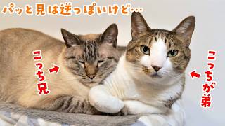 弟猫が家族になってもうすぐ6年。この子たち、ず〜〜っと仲良しです笑