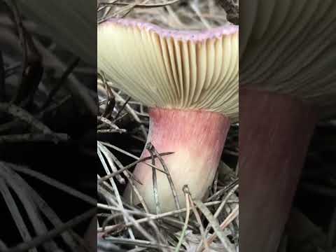 Video: Russula familie. melkzuur paddestoelen