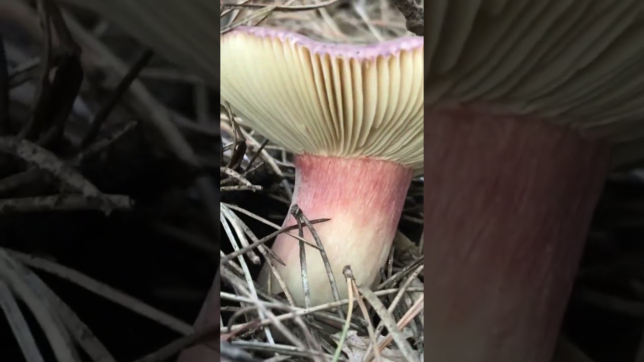 Russula emetica mushrooms - prizreni 2022