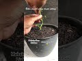 Hasil keren memendekkan calon bonsai TANPA potong batang#bonsai #bonsaisancang #tanaman #fypシ゚viral