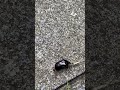 #カナブン　#昆虫