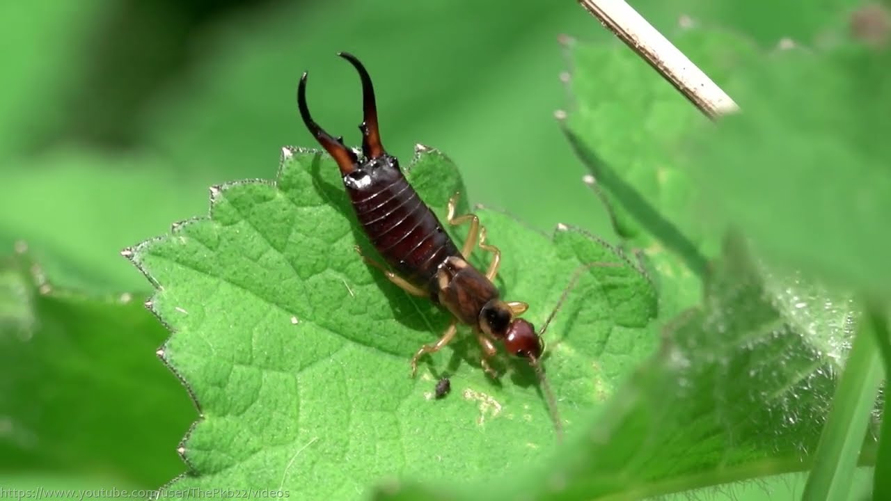 Common Earwig (Forficula auricularia) - Brighton, May 2022