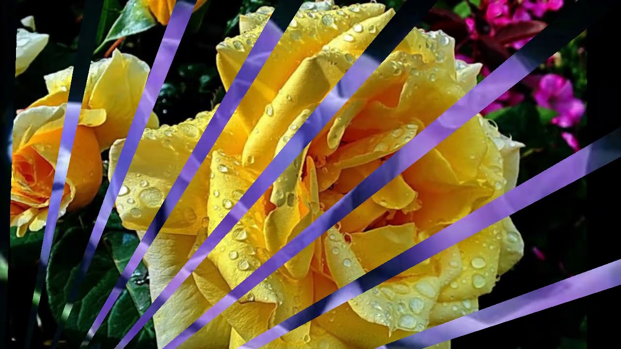 semino rossi rot sind die rosen