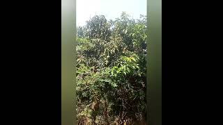 The Gifts Of Mothers Green Mango. By- Shajol Mahmud