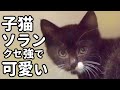 【子猫ソラン、動きがおかしいのに可愛すぎ（笑）】@taipi 【切り抜き】