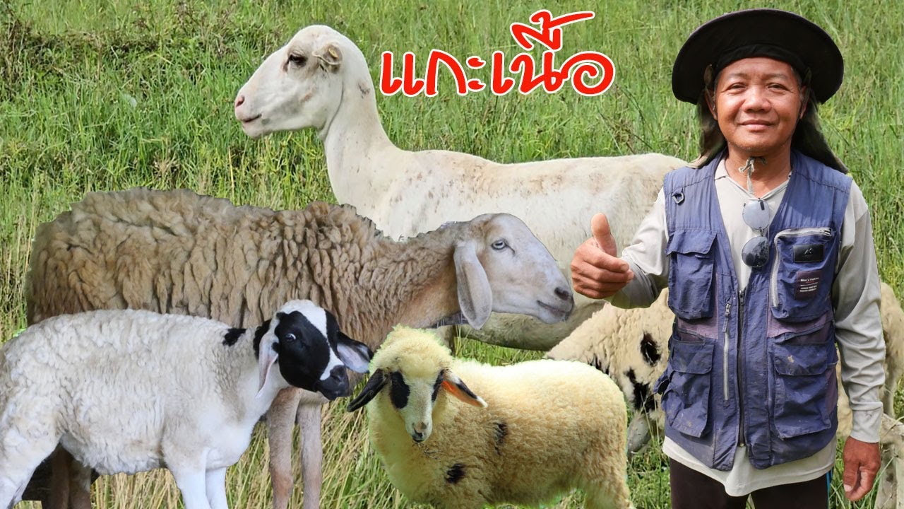 แกะเนื้อ เลี้ยงแบบง่ายๆ แต่ขายราคาดี