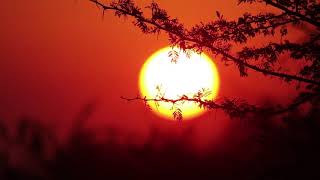 African Sunset Soft Focus Royalty Free HD Stock Video Footage