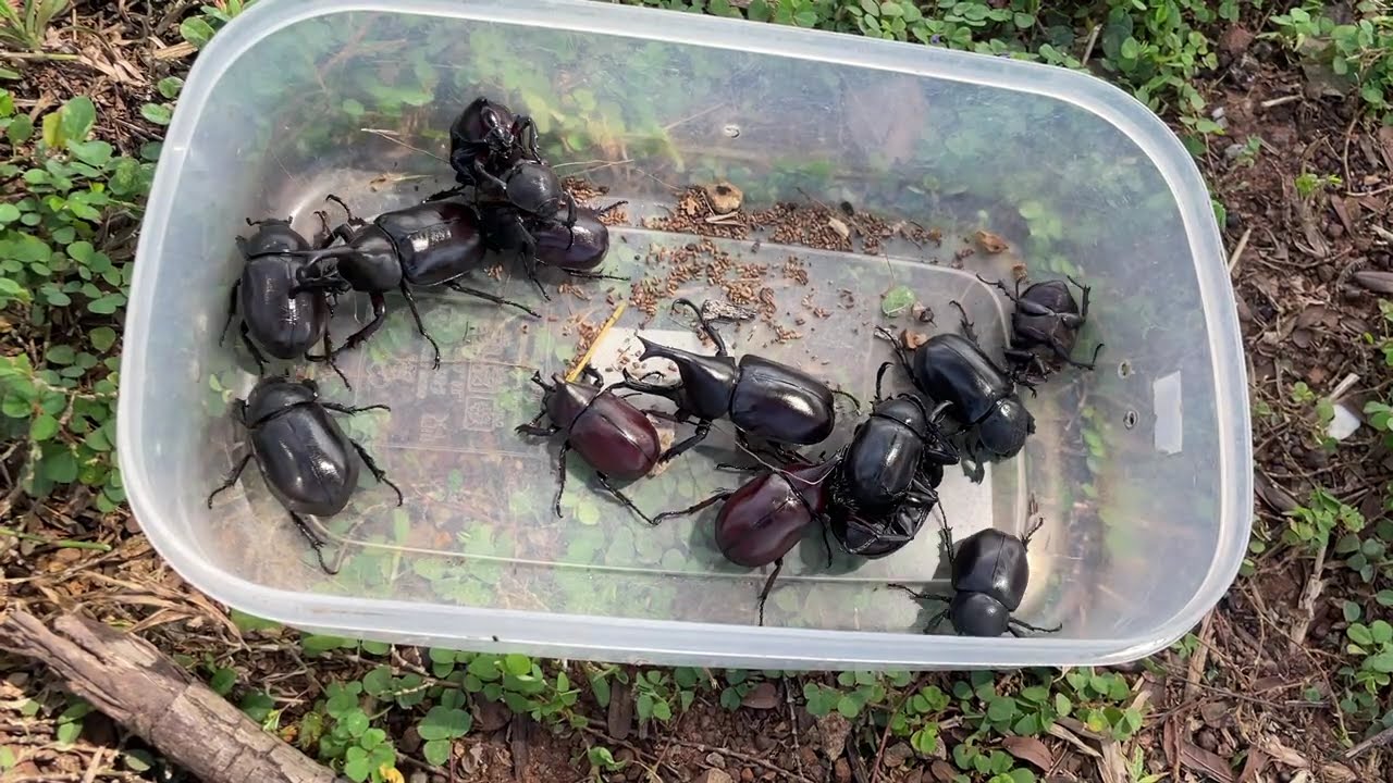 OMG I caught many beetle in the wild